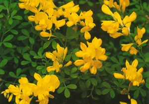 CYTISUS