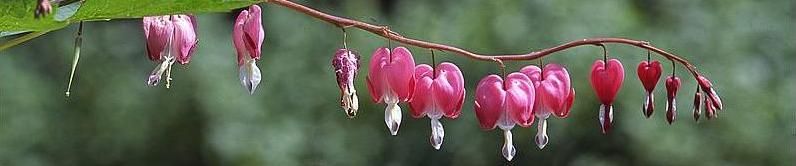 dicentra