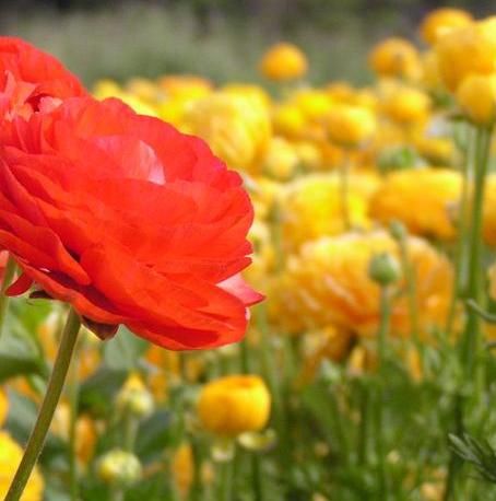 D. Ranunculus (Ranunculus asiaticus)