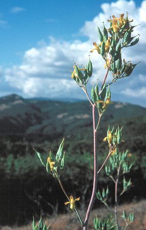 d chrysantha