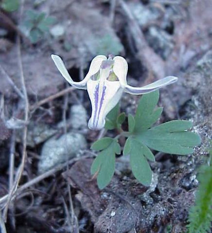 d uniflora