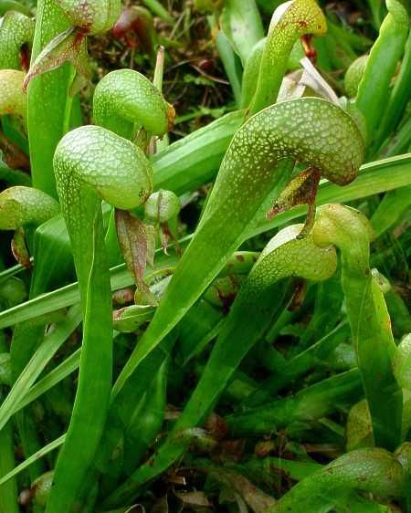 Darlingtonia californica 5