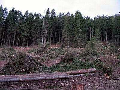 Defrisari masive in muntii Piatra Craiului