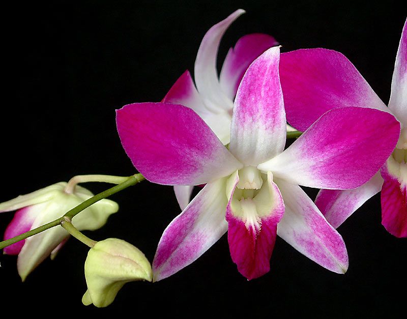 orhidee dendrobium (d)