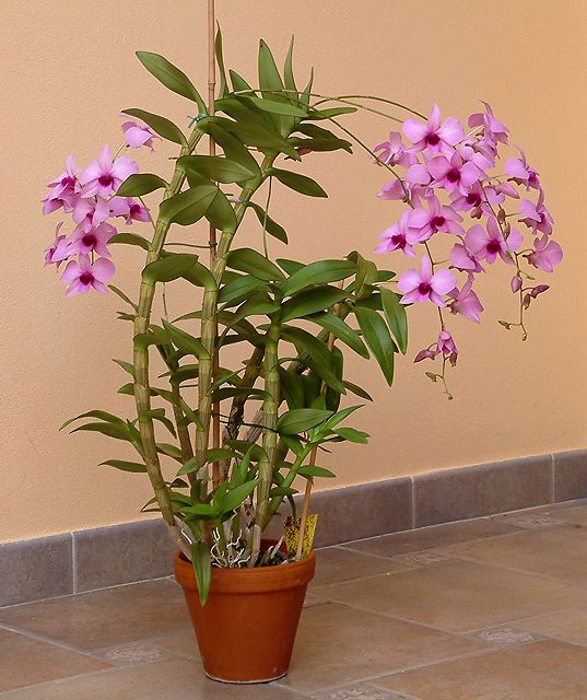 dendrobium