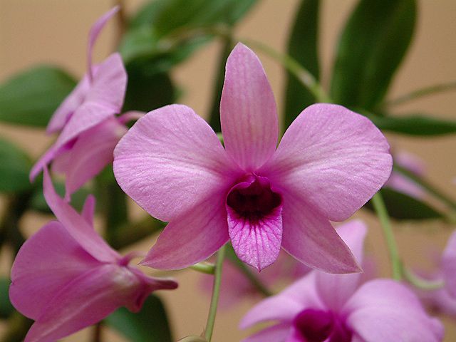 orhidee dendrobium (e)