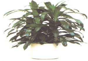 dracena