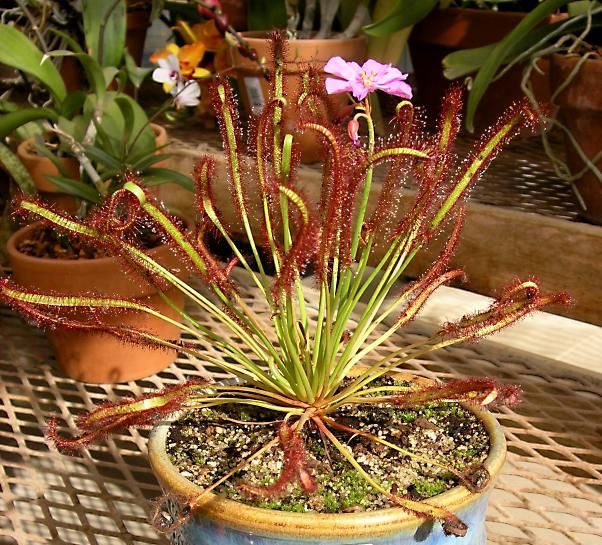 Drosera capensis rosie 312