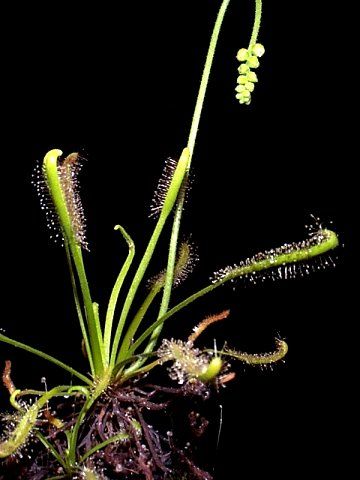 Drosera capensis