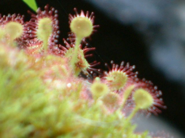 Drosera rotundifolia: detaliu