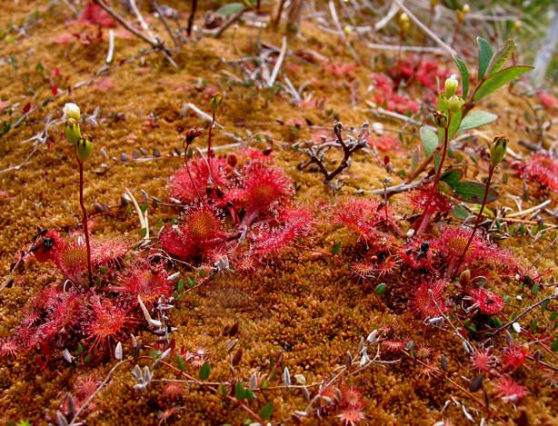 Turbarie cu Drosera rotundifolia