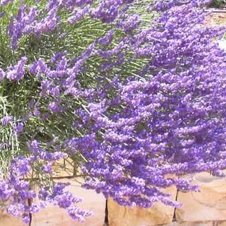 E. Levantica (Lavandula angustifolia)