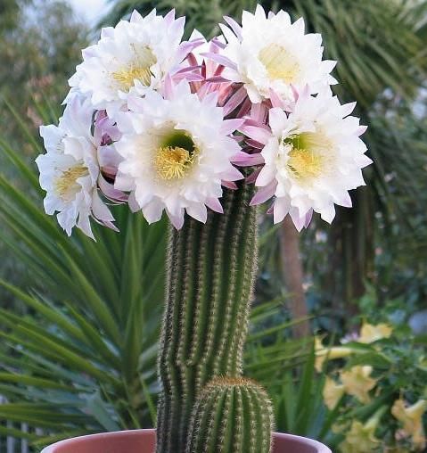 Echinopsis spachiana 1