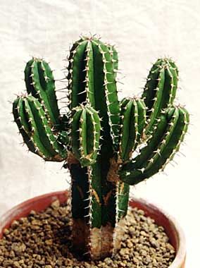 euphorbia echinus