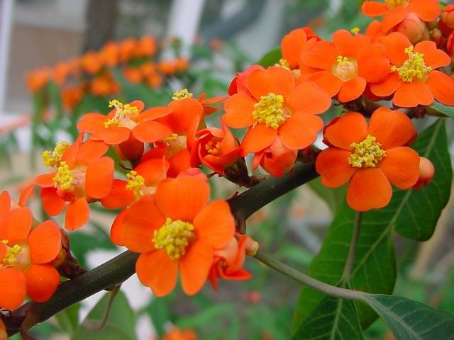 euphorbia fulgens