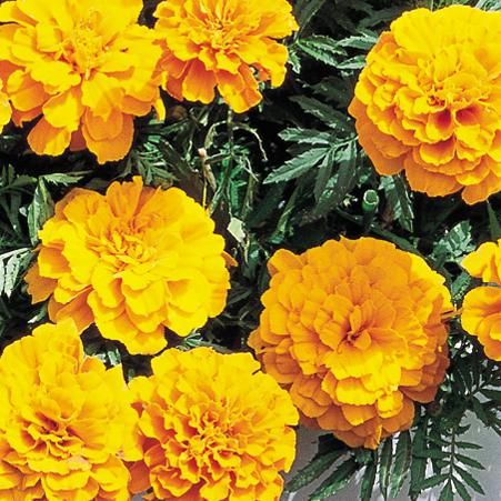 tagetes patula