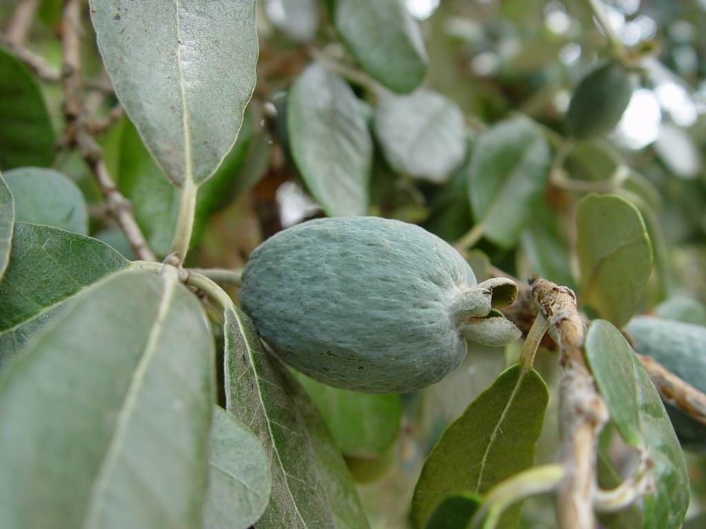 feijoa 1