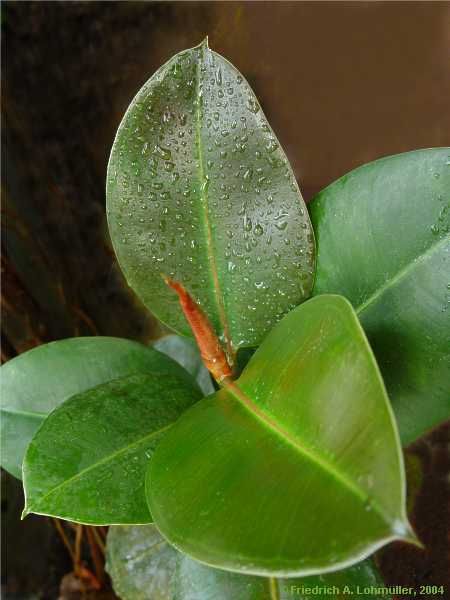 ficus elastica (a)