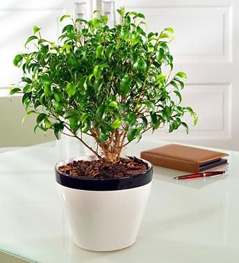 ficus benjamina