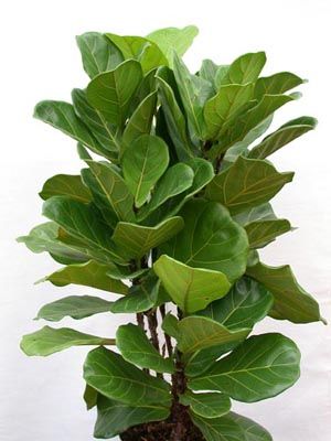 ficus pandurata