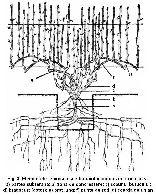 fig 3 elementele lemnoase ale butucului condus in forma joasa