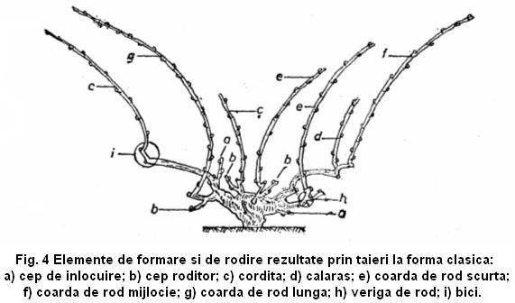 fig 4 elemente de formare si de rodire rezultate din taieri la forma clasica