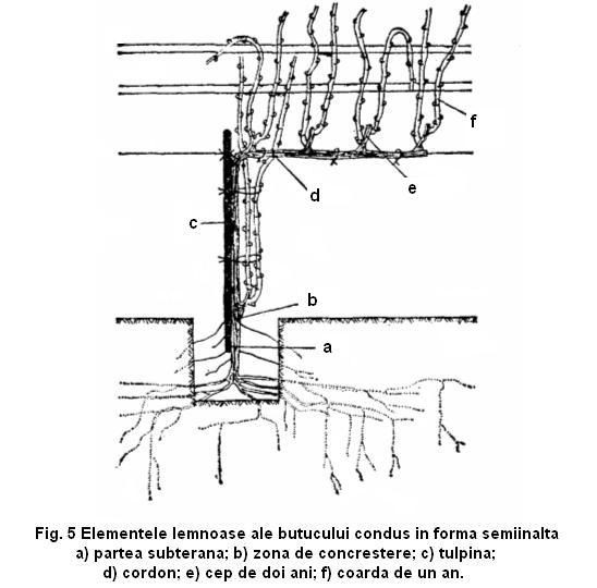 fig 5 elementele lemnoase ale butucului condus in forma semiinalta