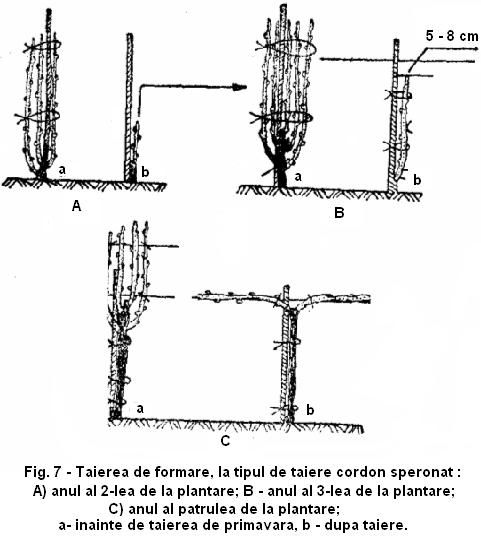 fig 7 taierea de formare la tipul de taiere cordon speronat