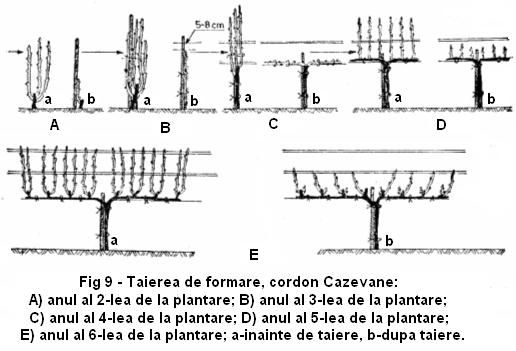 fig 9 taierea de formare cordon cazevane