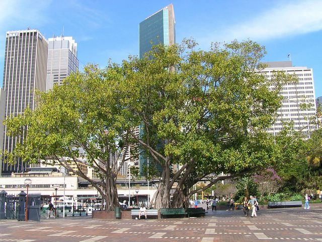 ficus intr-o piata din sydney, autralia