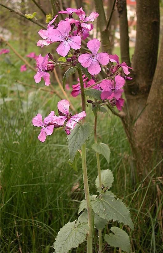 lunaria