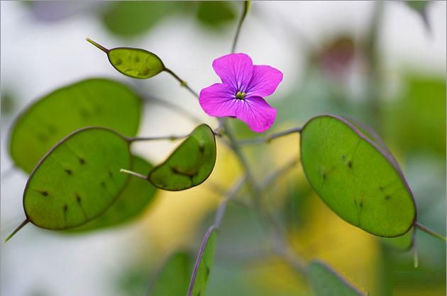 lunaria