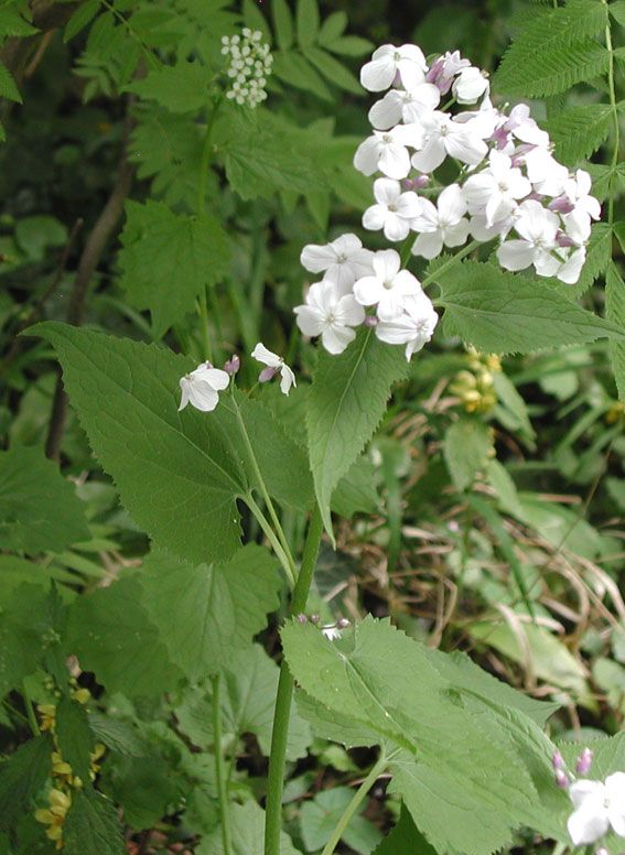 lunaria