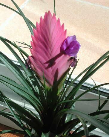 Tillandsia cyanea (5)