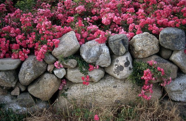 flori roz plantate pe un zid de piatra
