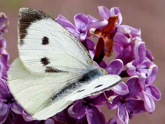 Fluturele alb al verzei