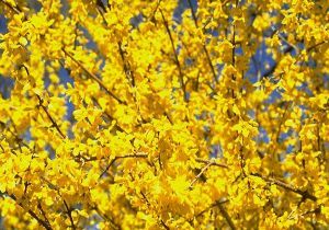 Forsythia