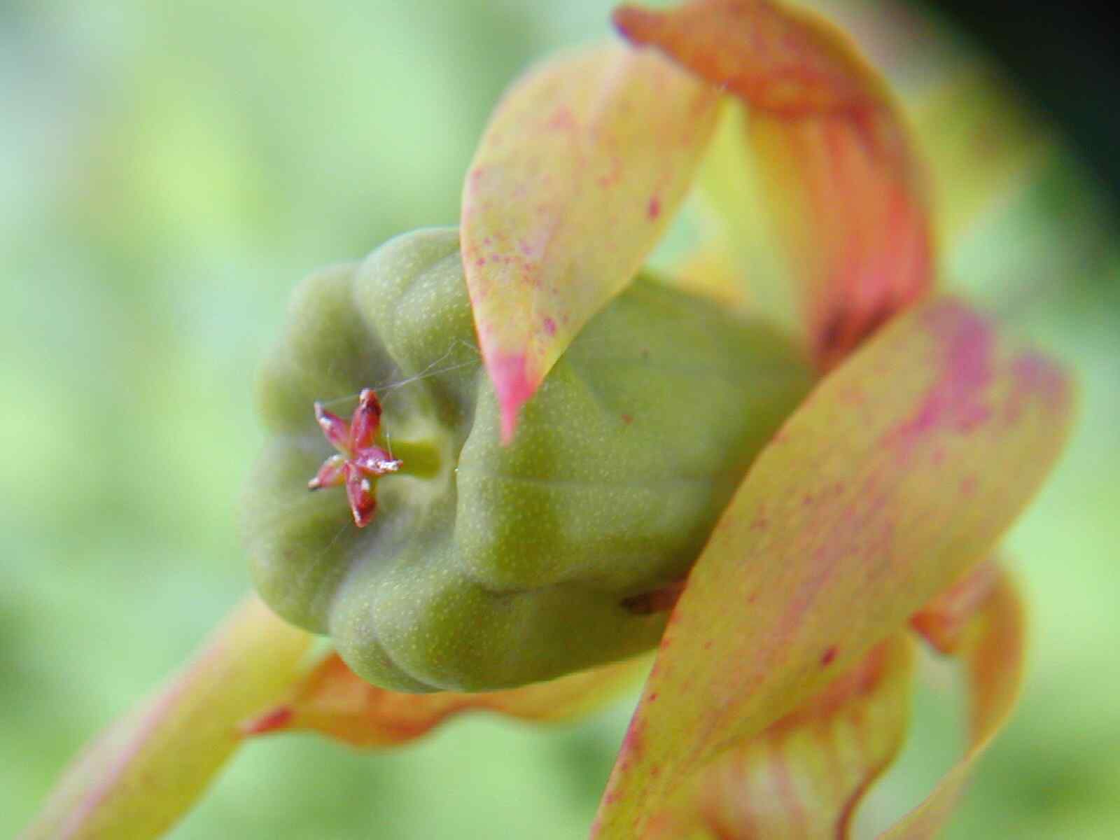 Darlingtonia californica (fruct)