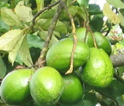 fructe de avocado