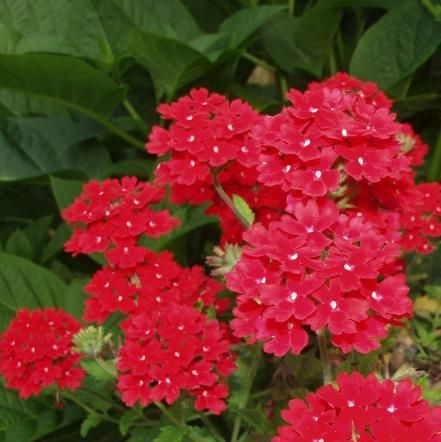 G. Verbena 