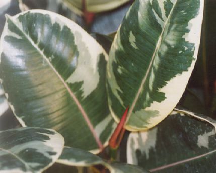 ficus