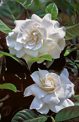 gardenia jasminoidesA