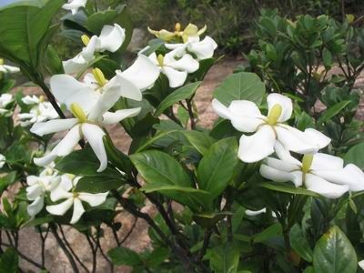 gardenia jasminoidesC