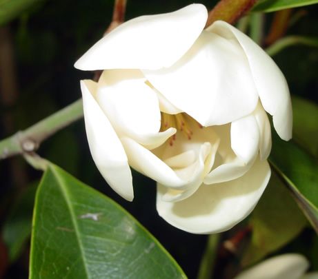 gardenia jasminoidesD