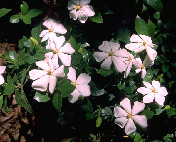 gardenia jasminoidesE