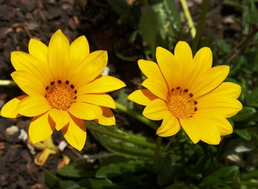 Gazania