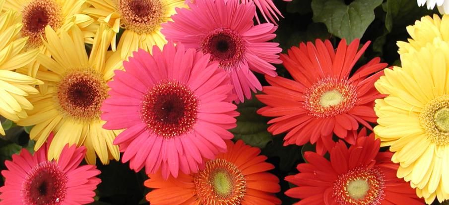 gerbera 1