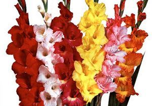 Gladiola