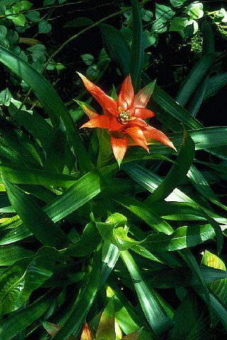 guzmania (secretele designului - plantele epifite)