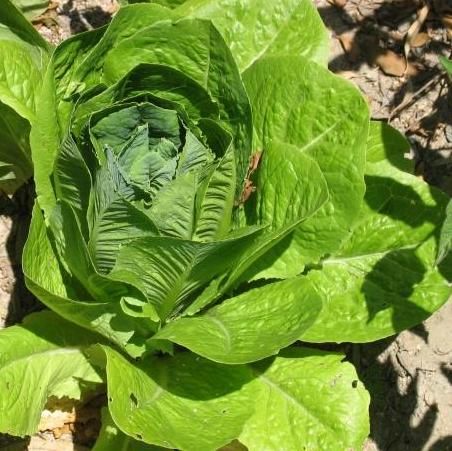 Salata Romaine